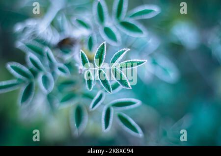 Feuilles de hanche roses avec cristaux de glace givrés sur les bords et composition de bokeh Banque D'Images