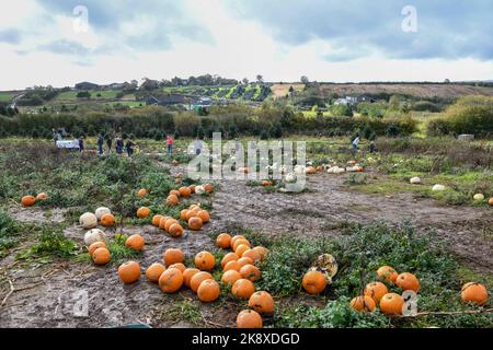 Le paysage de la ferme Poundffald, sur la Gower à Swansea, qui ouvre ses champs et attire des milliers de visiteurs en octobre qui viennent choisir leurs propres citrouilles prêtes pour les célébrations d'Halloween. La tendance est devenue extrêmement populaire au Royaume-Uni, avec des fermes dans le pays et dans le pays, offrant l'expérience aux familles qui peuvent payer plus de £10 pour une citrouille. Banque D'Images