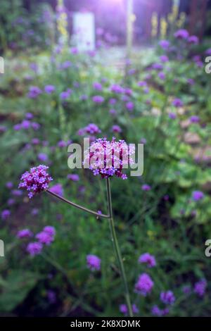 Purpor fleurit au soleil de l'après-midi. Arrière-plan violet-vert flou. Fleur de verveine Banque D'Images