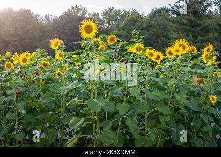 Belles fleurs de tournesol jaunes (Helianthus annus) Banque D'Images