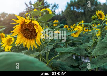 Belles fleurs de tournesol jaunes (Helianthus annus) Banque D'Images