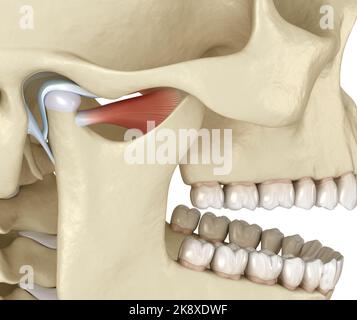 TMJ : les articulations temporomandibulaires. Anatomie d'occlusion saine. Médicalement précis 3D illustration du concept des dents et des prothèses dentaires humaines Banque D'Images