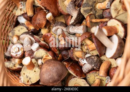 Diverses espèces de champignons dans un panier en osier. Boletes, bottes, papillons. Automne Banque D'Images