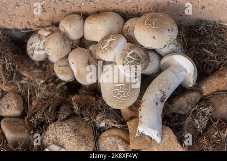 Crosse de champignons, macrocybe crassa, tricholma crassus, poussant dans le jardin australien. Champignons originaires du Sri Lanka. Motif fissuré sur les chapeaux. Banque D'Images