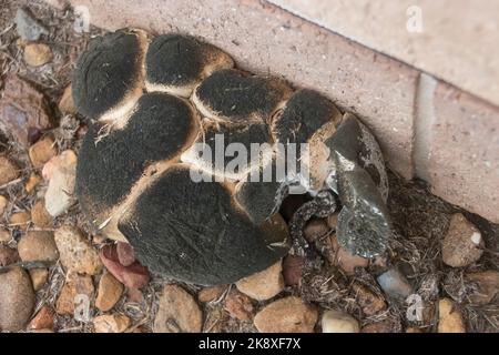 Crosse vieillissante de champignons, macrocybe crassa, tricholma crassus, poussant dans le jardin australien. Les casquettes sont noires. Champignons originaires du Sri Lanka. Banque D'Images