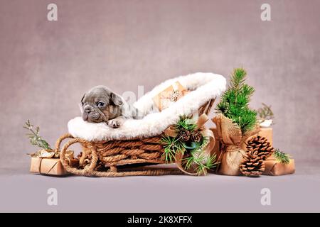 Chien de taureaux français Merle chiot en traîneau de Noël entouré de décoration de saison Banque D'Images