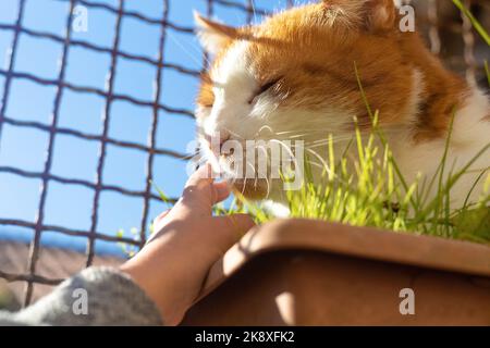 profil de l'animal. Bébé caressant rouge et blanc chat sans abri se prélassant au soleil. Joli portrait de chat adulte avec grille en arrière-plan. Amitié Banque D'Images