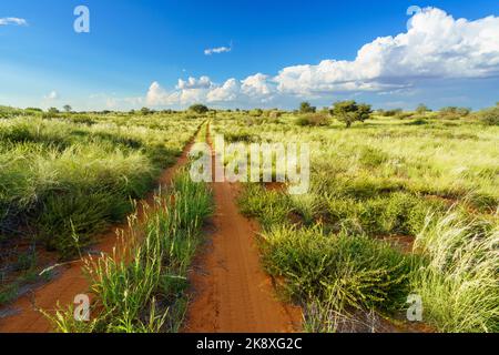 Grand paysage du désert de Kalahari avec distance menant route de terre, nuages dans le ciel bleu. Kalahari, Afrique du Sud Banque D'Images