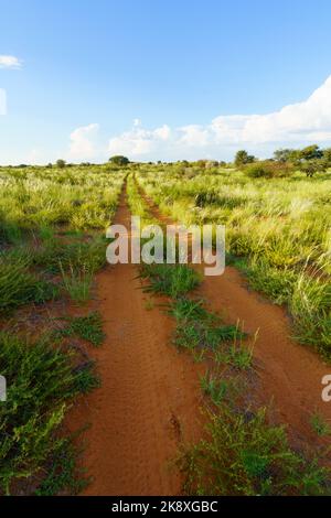 Grand paysage du désert de Kalahari avec distance menant route de terre, nuages dans le ciel bleu. Kalahari, Afrique du Sud Banque D'Images