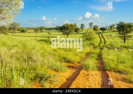 Grand paysage du désert de Kalahari avec distance menant route de terre, nuages dans le ciel bleu. Kalahari, Afrique du Sud Banque D'Images
