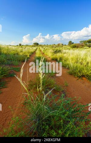 Grand paysage du désert de Kalahari avec distance menant route de terre, nuages dans le ciel bleu. Kalahari, Afrique du Sud Banque D'Images