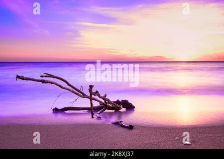 Coucher de soleil sur une plage de sable, morceau de bois flotté lavé par les vagues de marée. Image colorée en violet et rose Banque D'Images