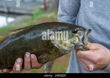 Basse tenue par des pêcheurs aux mains sales Banque D'Images