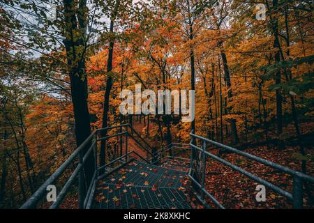 Vue panoramique sur les escaliers étroits au milieu des arbres et des feuillages colorés dans le parc national d'automne Banque D'Images