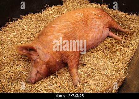 Un grand cochon de ferme posé sur un lit de paille. Banque D'Images