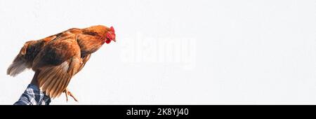 Poulet dans les mains d'un fermier isolé sur fond de bourre. Femme tenant la poule brune dans ses mains dans la ferme. Bannière longue avec espace de copie. Banque D'Images