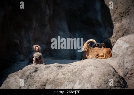 Un babouin de hamadryas debout en face de deux moutons barbares avec de grandes cornes à l'entrée d'une grotte dans les montagnes Banque D'Images