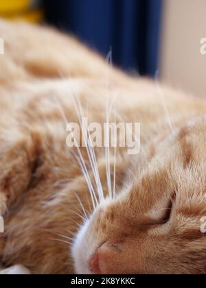 Un gros plan vertical d'un joli petit chat au gingembre avec de longs whiskers dormant à l'intérieur Banque D'Images