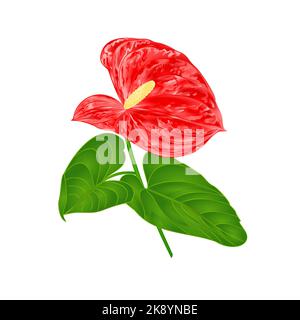 Anthurium floral décoratif sur fond blanc illustration vectorielle vintage modifiable à la main Illustration de Vecteur