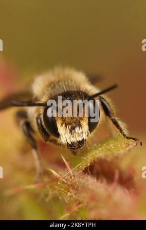 Photo macro d'une abeille à feuilles en patchwork (Megachile centuncularis) Banque D'Images