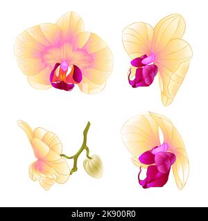 Orchid jaune Phalaenopsis belle fleur ensemble deuxième vecteur vintage illustration modifiable dessin à la main Illustration de Vecteur