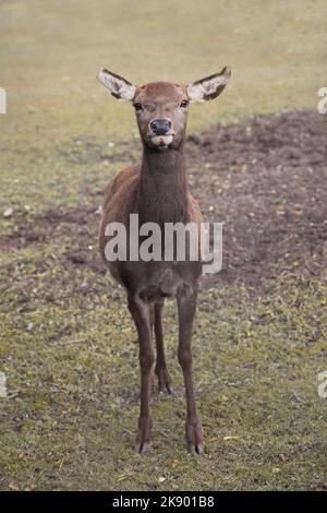 Cerf rouge femelle (Cervus elaphus) regardant la caméra. Prise de vue du corps entier. Également appelé un arrière. République tchèque, région de Pilsen, Europe. Isolé sur flou Banque D'Images