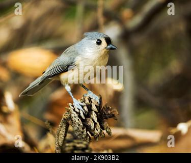Un gros plan d'un petit oiseau titmouse touffeté perché sur une pomme de pin Banque D'Images