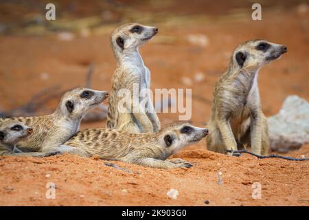 La famille des meerkats (Suricata suricata) observe soigneusement le ciel. Parc transfrontalier Kgalagadi, Kalahari, Afrique du Sud Banque D'Images