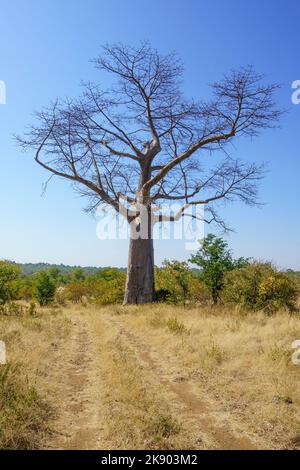 Arbre de baobab (Adansonia digitata) Victoria Falls, Zimbabwe, Afrique Banque D'Images