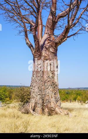 Arbre de baobab (Adansonia digitata) Victoria Falls, Zimbabwe, Afrique Banque D'Images