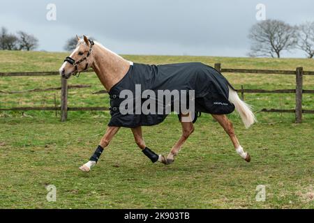 palomino cheval portant un tapis dans un champ Banque D'Images