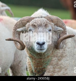 Bélier de mouton à corne d'Exmoor Banque D'Images