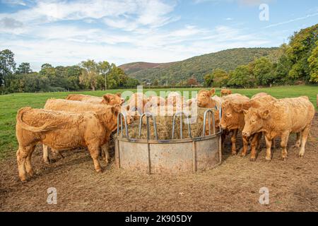 Bétail du Devon du Sud dans un champ Banque D'Images
