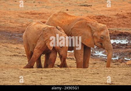 Deux petits éléphants de brousse africains (Loxodonta africana) recouverts de poussière rouge. Parc national de Tsavo East, Kenya Banque D'Images
