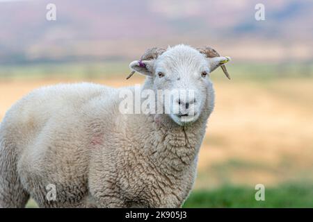 Pedigree Exmoor Horn Ewe Banque D'Images