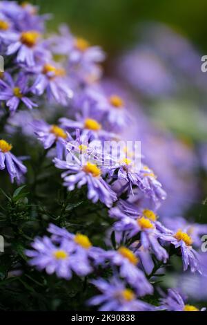 Un cliché vertical des asters violets mouille les fleurs sur un fond flou Banque D'Images