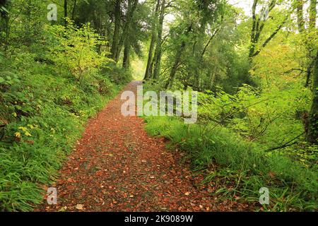 Chemin boisé de Holne Woods, Dartmoor, Devon, Angleterre Royaume-Uni Banque D'Images