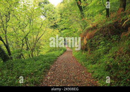 Chemin boisé de Holne Woods, Dartmoor, Devon, Angleterre Royaume-Uni Banque D'Images