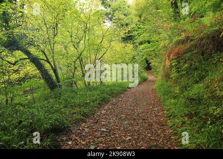 Chemin boisé de Holne Woods, Dartmoor, Devon, Angleterre Royaume-Uni Banque D'Images