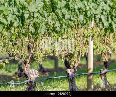 Image détaillée de raisins verts vibrants sur la vigne Banque D'Images