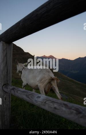 Un cliché vertical d'un Goat au sommet d'une montagne en Italie, au coucher du soleil d'une heure d'or Banque D'Images