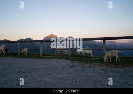 Groupe de chèvres au sommet d'une montagne au coucher du soleil sur une heure d'or en Italie Banque D'Images