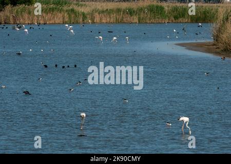 Plusieurs espèces de oiseaux sur une zone humide à Brazo del Este, Donana National & Natural Park, Andalousie, Espagne. Banque D'Images