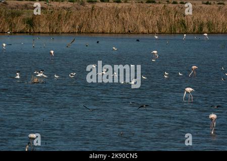 Plusieurs espèces de oiseaux sur une zone humide à Brazo del Este, Donana National & Natural Park, Andalousie, Espagne. Banque D'Images