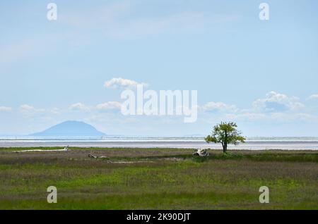 Parc régional de Boundary Bay Mer Salish. Vue sur la mer de Salish depuis le sentier de la digue dans le parc régional de Boundary Bay. Delta (Colombie-Britannique) Banque D'Images