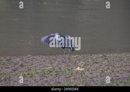 Un grand héron bleu debout sur le rivage avec une aile étendue et sa tête cachée à la réserve naturelle nationale de Nisqually. Banque D'Images