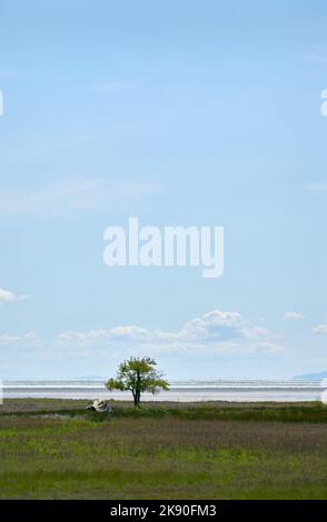 Parc régional de Boundary Bay vertical de la mer de Salish. Vue sur la mer de Salish depuis le sentier de la digue dans le parc régional de Boundary Bay. Delta, British Colum Banque D'Images