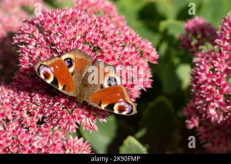 Un papillon de paon mange sur une fleur rose de Sedum - chou de lièvre. Un parterre de fleurs pollinisation par les insectes. Les papillons volent. Nature ensoleillé jour. Insecte. Ailes de papillon. Plante verte en gros plan. Banque D'Images