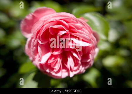 Une photo sélective d'une rose de thé hybride rose Rosa 'Line Renaud' a fleuri dans un jardin Banque D'Images