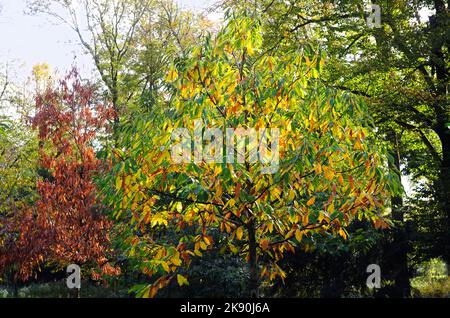 Automne dans le parc, arbre avec des feuilles multicolores, lumière du soleil, foyer au premier plan Banque D'Images